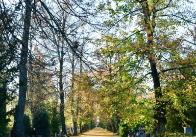 Žatec městský, Omnium, 2020