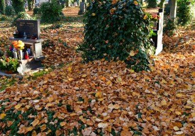 Žatec městský, Omnium, 2020