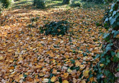 Žatec městský, Omnium, 2020