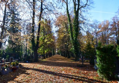 Žatec městský, Omnium, 2020