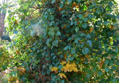 Žatec městský, Omnium, 2020