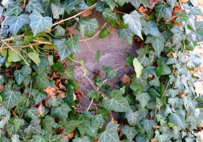 Žatec městský, Omnium, 2020