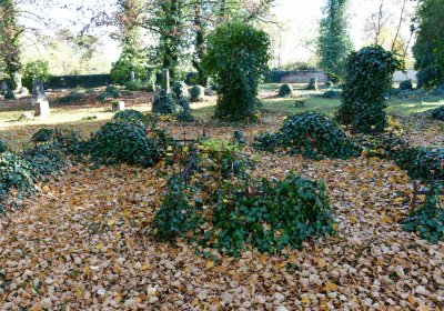 Žatec městský, Omnium, 2020