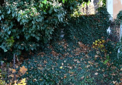 Žatec městský, Omnium, 2020