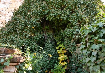 Žatec městský, Omnium, 2020