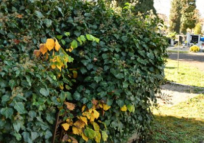 Žatec městský, Omnium, 2020