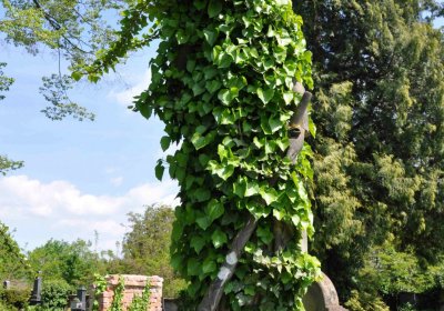 Městský hřbitov Čáslav, Omnium, 2017