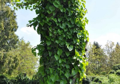 Městský hřbitov Čáslav, Omnium, 2017