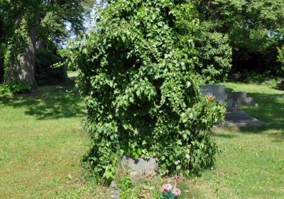 Městský hřbitov Čáslav, Omnium, 2017