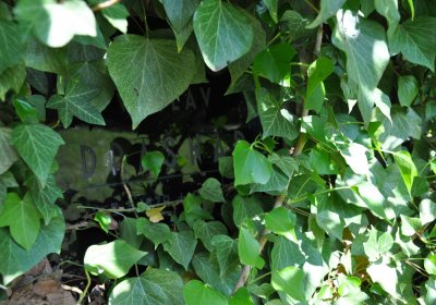 Městský hřbitov Čáslav, Omnium, 2017