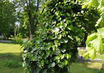 Městský hřbitov Čáslav, Omnium, 2017