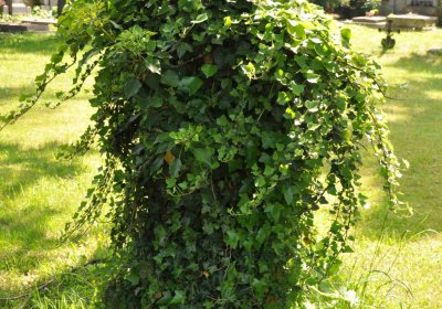 Městský hřbitov Čáslav, Omnium, 2017