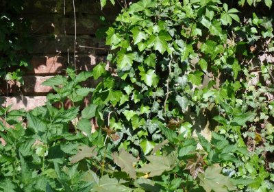 Městský hřbitov Čáslav, Omnium, 2017