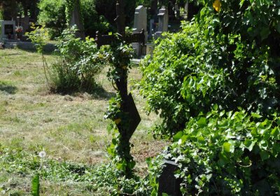 Městský hřbitov Čáslav, Omnium, 2017