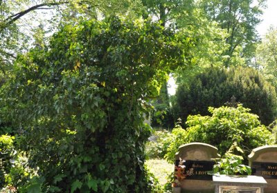 Městský hřbitov Čáslav, Omnium, 2017