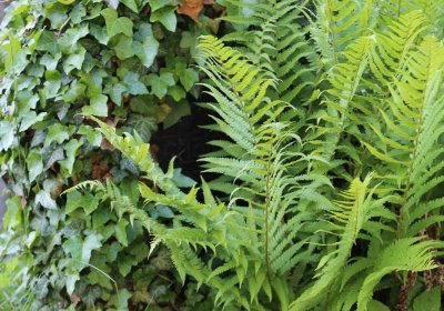 Městský hřbitov Čáslav, Omnium, 2017