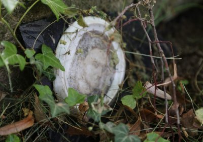 Městský hřbitov Čáslav, Omnium, 2017