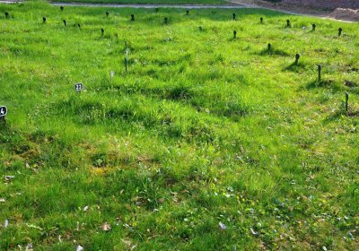 Vojenský hřbitov Josefov, Omnium, 2017