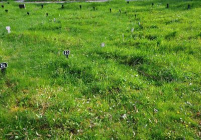 Vojenský hřbitov Josefov, Omnium, 2017