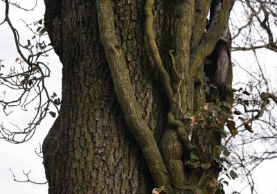 Vojenský hřbitov Josefov, Omnium, 2017