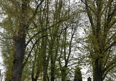 Hřbitov Zaloňov, Omnium, 2017