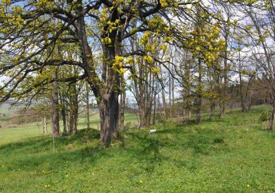 Hřbitov Dlouhá Ves, Omnium, 2017