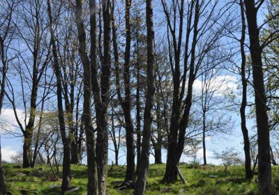 Hřbitov Dlouhá Ves, Omnium, 2017