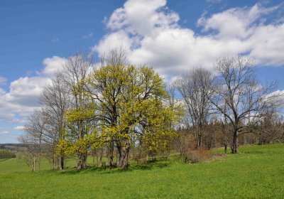 Hřbitov Dlouhá Ves, Omnium, 2017