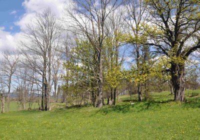 Hřbitov Dlouhá Ves, Omnium, 2017