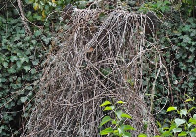 Hřbitov Hrozová, Omnium, 2017