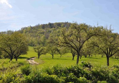 Hřbitov Janov u Krnova, Omnium, 2017