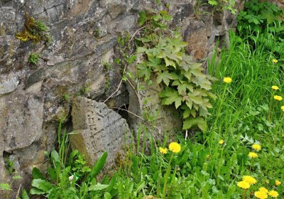 Židovský hřbitov Osoblaha, Omnium, 2017