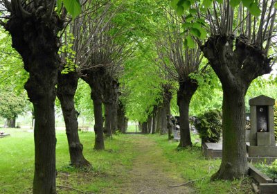 Hřbitov Osoblaha, Omnim, 2017