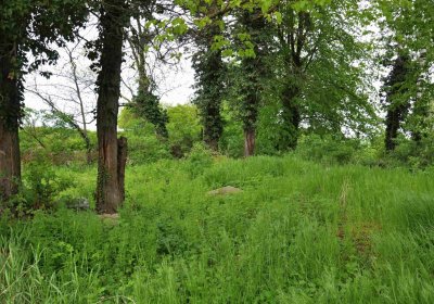 Hřbitov Osoblaha, Omnim, 2017