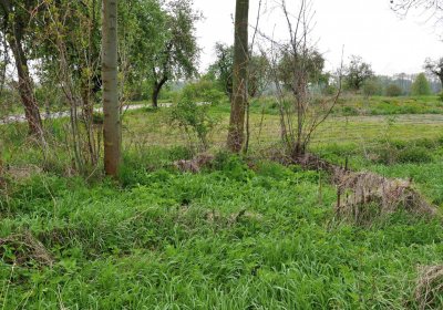 Hřbitov Osoblaha, Omnim, 2017