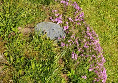 Hřbitov Petrovice, Omnium, 2017