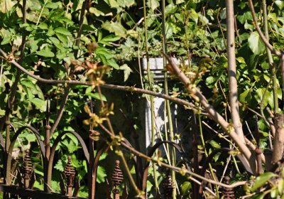 Obecní hřbitov Třemešná, Omnium, 2017