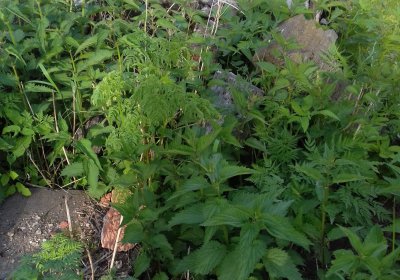 Kmínek Michal, 2019