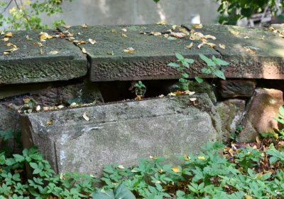 Kryry u kostela, Omnium, 2020