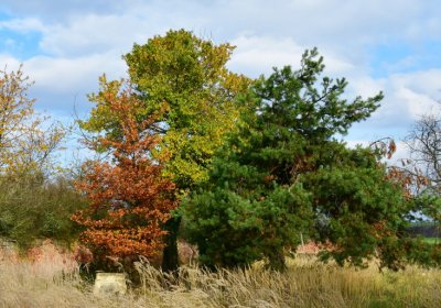 Podbořany židovský, Omnium, 2020