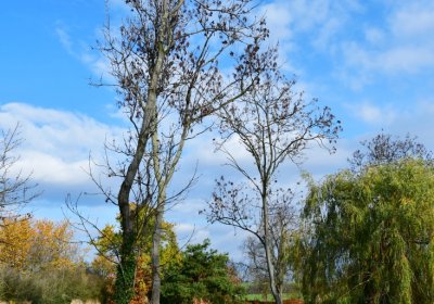 Podbořany židovský, Omnium, 2020