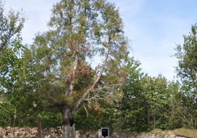 Přibenice, Omnium, 2020