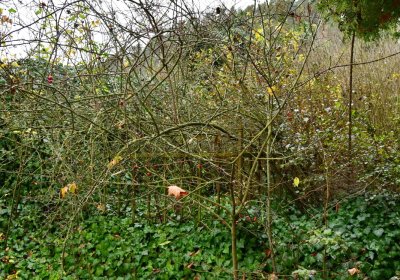 Nečemice, Omnium, 2020