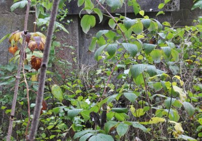 Sádek, Omnium, 2020