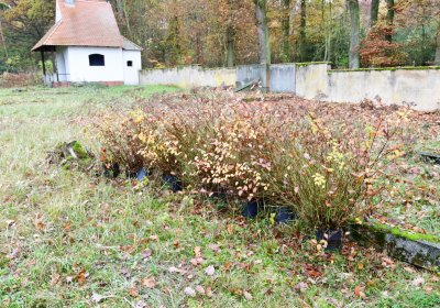 Sádek, Omnium, 2020