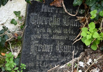 Kryry městský, Omnium, 2020