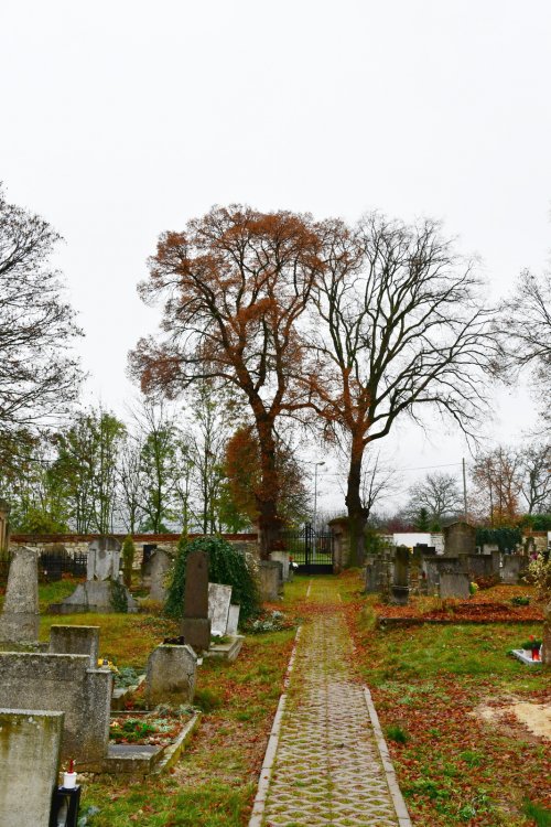 Želeč