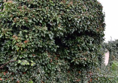 Měcholupy, Omnium, 2020