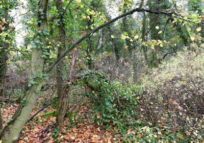 Měcholupy, Omnium, 2020