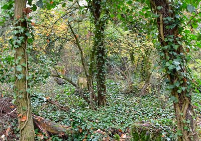 Měcholupy, Omnium, 2020